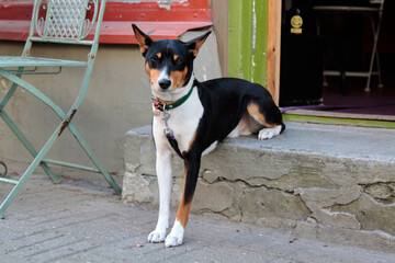 An adorable dog sitting in front of the entrance of a cafe. Selective focus