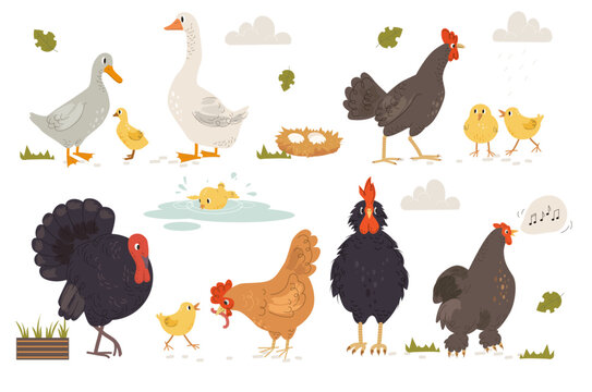 Set of Farm birds. Feathered animals backyard dwellers. Chicken, rooster, geese, ducks, turkeys and eggs. Agriculture and farming. Cartoon flat vector collection isolated on white background