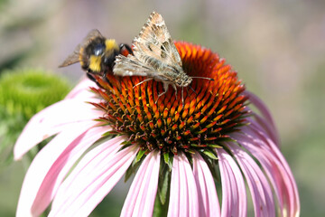 Insekten im Garten: Kolibrifalter und Wiesenhummel auf der Naturheilpflanze roter Sonnenhut