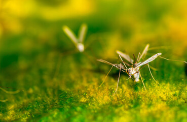 Swarm of mosquitoes on the background of the lake. A flock of mosquitoes near ponds.