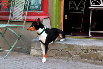 An adorable dog sitting in front of the entrance of a cafe. Selective focus