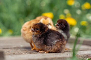 Newborn tiny chickens stand basking in the sun, standing on wooden boards.