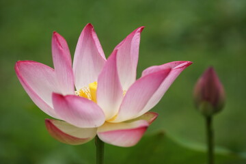 ハス  蓮 pink lotus flower