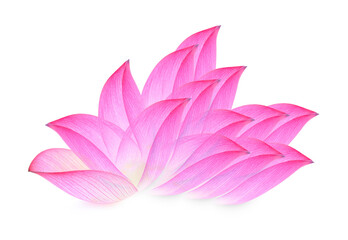 lotus isolated on white background.