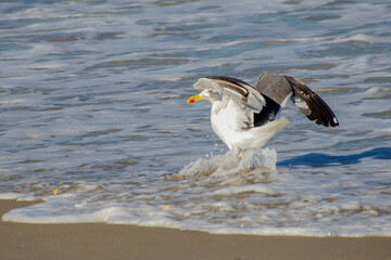 Fototapeta na wymiar seagull in the surf