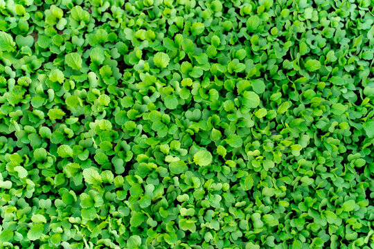 Mustard sprouts Vegetable background macro texture Photo of good quality