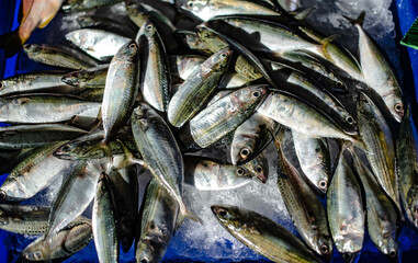 Fresh sea mackerel frozen in ice for sale at Ban Na Kluea Market, Pattaya, Thailand