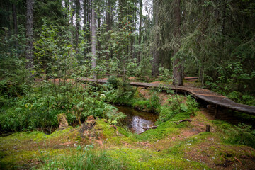 Dark bog forest with reflections in the dark water with ferns