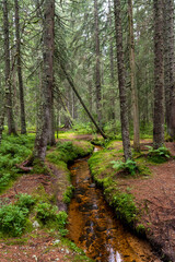 Fototapeta na wymiar Dark bog forest with reflections in the dark water with ferns