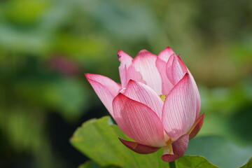 ハス  蓮 pink lotus flower
