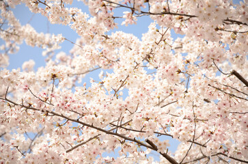Japanese cherry blossoms in full bloom in spring