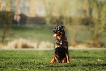 Beautiful Rottweiler dog on the green grass