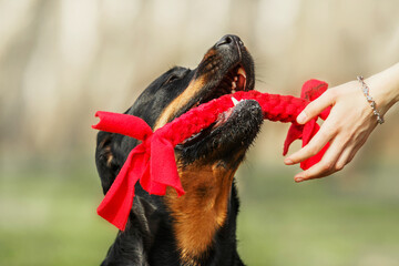 Beautiful Rottweiler dog breed with red toy. Apport dog