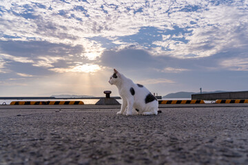 海沿いで夕日に照らされる野良猫