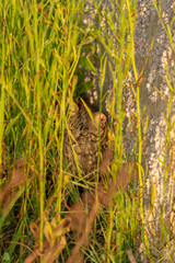 草むらの中から周囲を警戒する野良猫