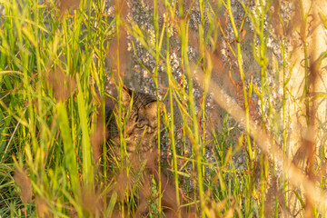 草むらの中から周囲を警戒する野良猫