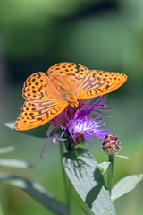 butterfly on flower