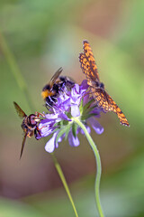 butterfly on flower