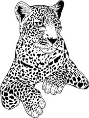 Hand drawn jaguar for your design © donnaya92