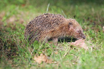 Futter für den Igel