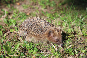Igel schläft