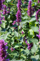 Mosa&iuml;cultures &agrave; Qu&eacute;bec