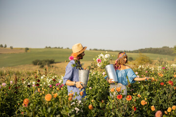 Man and a woman pick up dahlia flowers while working at rural flower farm on sunset. Young farmers having small business of growing dahlias on field