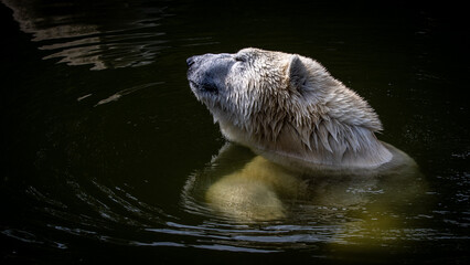 Eisbär