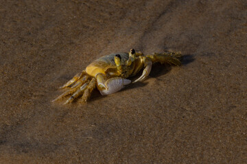 crab in the city of Ilheus, State of Bahia, Brazil