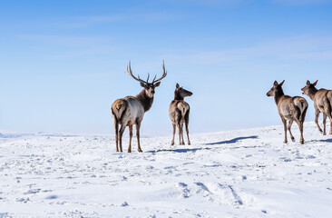 Deer in the snow in the natural streak of the nature reserve in the mountains. The symbol of the...