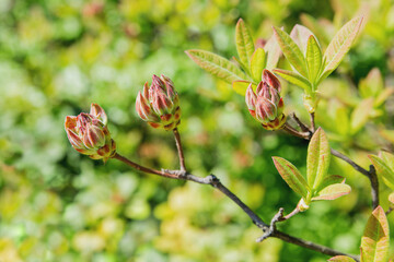 Rhododendron molle. Buds with bright flowers on green natural background. Sunny spring morning in garden.