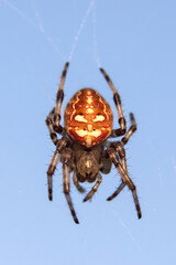 a spider sleeps in its webs on a summer evening