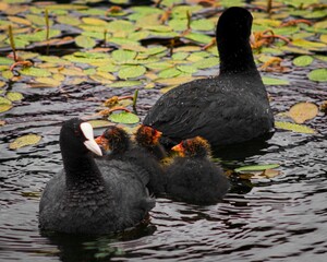 Family of adorable black Eurasian coots swimming in the pond