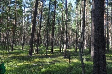 forest trees pines blue sky summer stay tree crown green grass