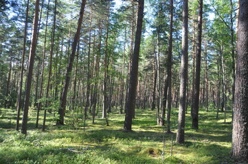 forest trees pines blue sky summer stay tree crown green grass