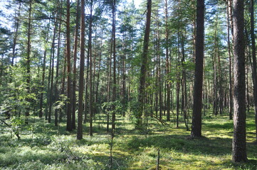 forest trees pines blue sky summer stay tree crown green grass