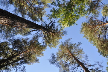 forest trees pines blue sky summer stay tree crown green grass
