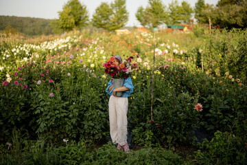 Woman with freshly picked up colorful dahlias on flower farm outdoors, wide view on flower field on...