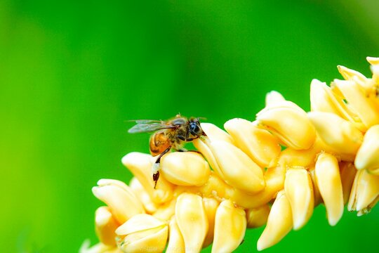 Macro Of A Western Honey Bee On The Yellow Floral Plant Before The Green Background