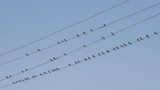 Birds take off from the wires. Gre-ish blue sky on the back