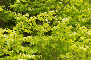 Trees with green foliage form a dense forest. Beech trees in the park. Full screen photo. Selective focus.