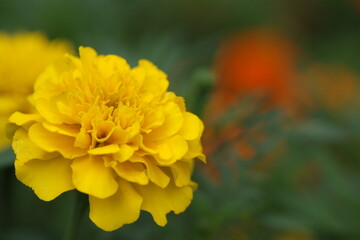 マリーゴールド yellow marigold flower