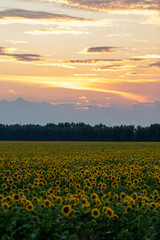 sunflower field at sunset