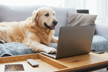 Funny dog using a laptop at home