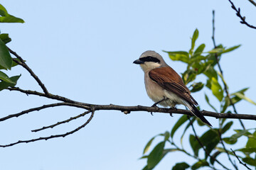 Ptak na gałęzi © KoLesfot