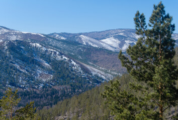 View from the top of the snow-covered mountains. Around the coniferous forest, pines.