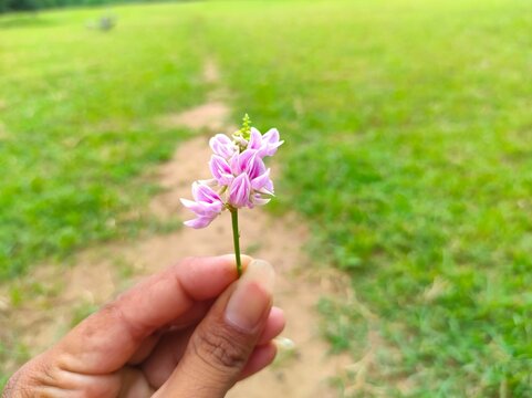 Rati Ratti Gunja Gunchi Chirmati Abrus Precatorius Abrus Indian Licorice Root Crads Eye Flowers