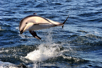 Dusky dolphin jumping out of water