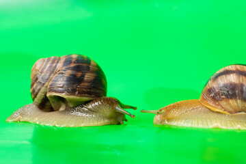 Two Helix pomatia snails crawl across the green screen of the chroma key.