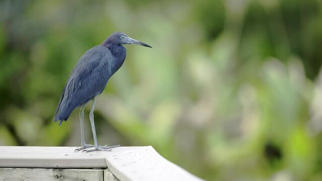 Tricolored Heron, Video:  QuickTime, H.265, 4k, Frame Rate: 29.97, Everglades National Park, Miam